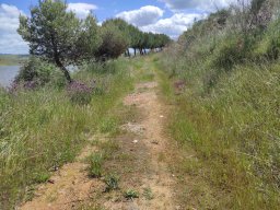 Flora del Cerro Masatrigo